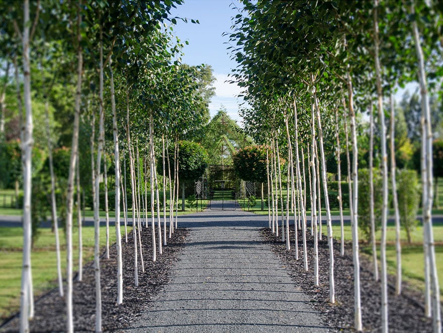 tree-church-nature-installation-barry-cox-new-zealand-2