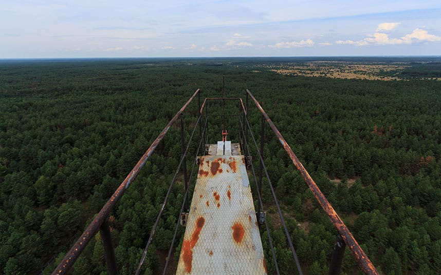 Trees_in_Chernobyl_3388777k