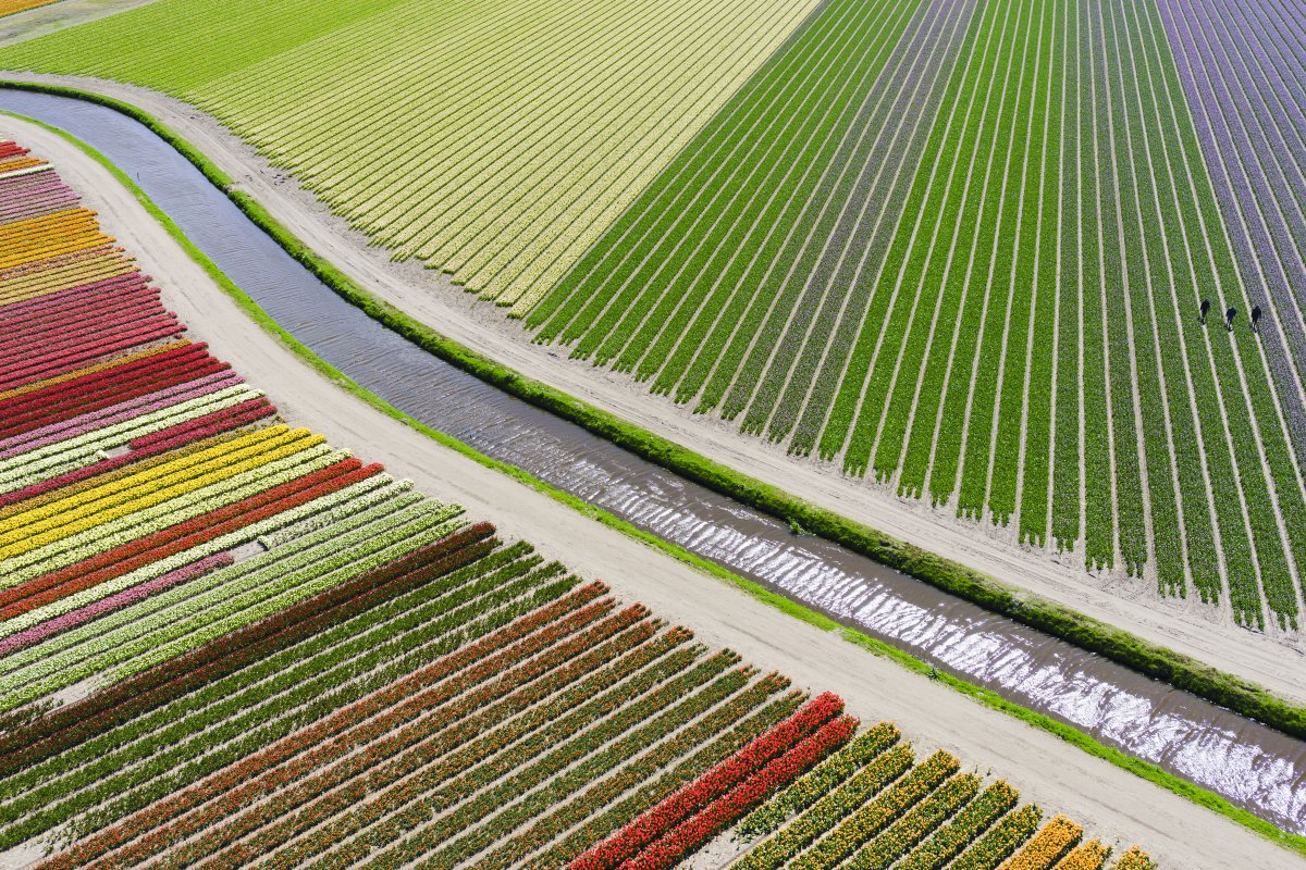 tulip-fields--3rd-place-in-places-category