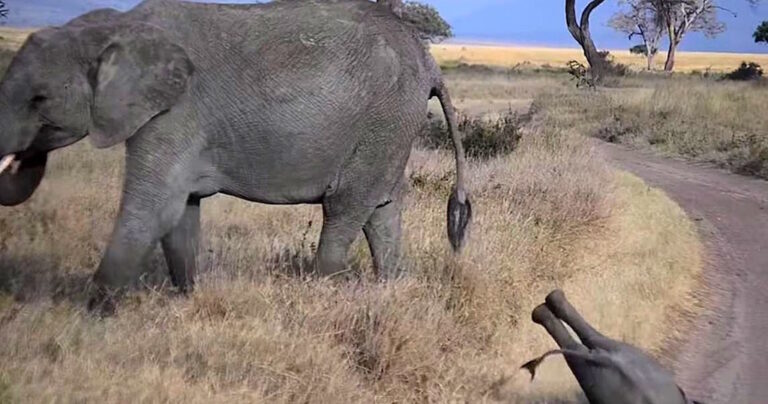 Το ξέσπασμα αυτού το μικρού ελέφαντα είναι ό,τι πιο χαριτωμένο θα δείτε σήμερα!