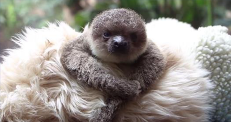 Αυτός ο μικρός νυσταγμένος βραδύπους είναι ό,τι πιο χαριτωμένο έχετε δει ποτέ!