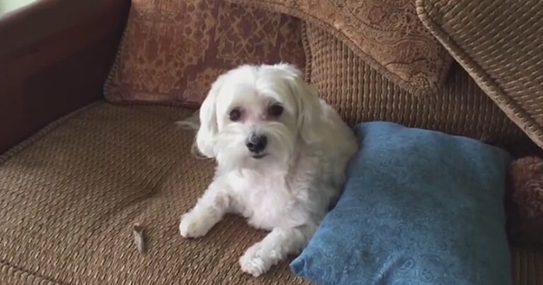 Γύρισε σπίτι και είδε ότι τα σκυλιά του είχαν κάνει ζημιά. Δείτε την αντίδρασή τους!