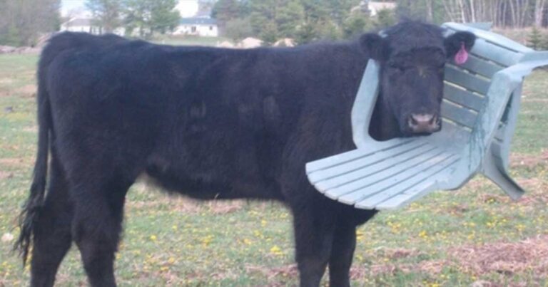 35 αξιολάτρευτα ζώα που έχουν μια πιο δύσκολη μέρα από την δική σας