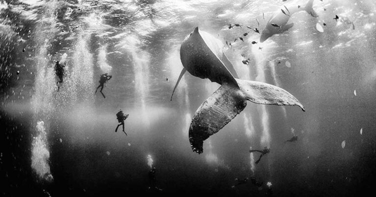 Οι 10 νικητήριες φωτογραφίες για τον διαγωνισμό του National Geographic​ για το 2015.