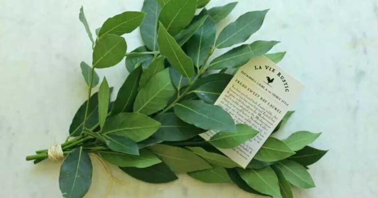 Ξεφορτωθείτε τις κατσαρίδες για πάντα με 3 φυσικούς τρόπους!