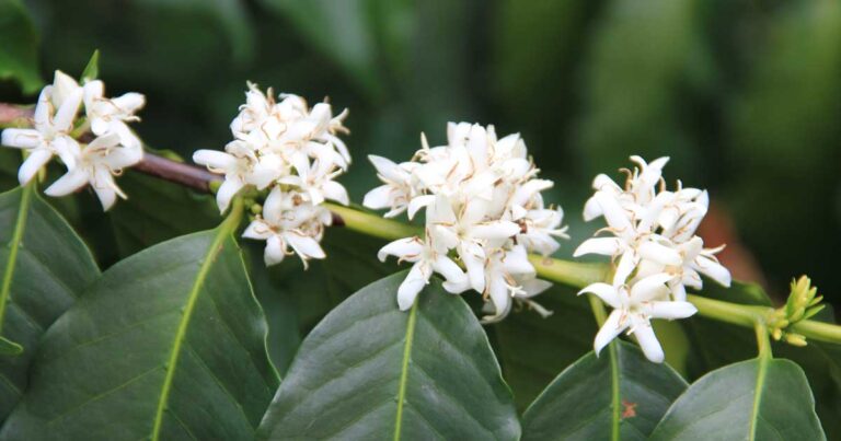 Γνωρίζατε ότι το φυτό του καφέ έχει τόσο υπέροχα λουλούδια;