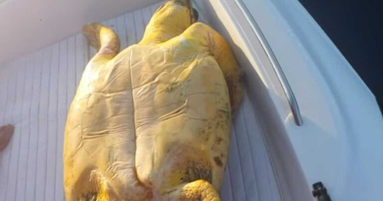 Παρέα Ηρακλειωτών σώζει χελώνα caretta – caretta που μπλέχτηκε σε παραγάδι!