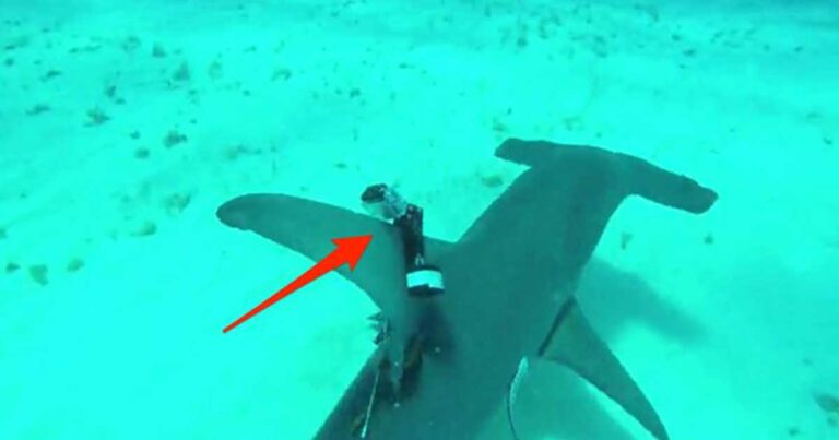 Ένας δύτης ενσωμάτωσε μια κάμερα πάνω σε έναν καρχαρία και κατέγραψε που δεν βλέπουμε κάθε μέρα!