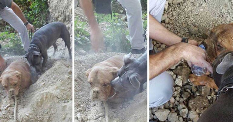 Άνδρας στη Γαλλία έθαψε το σκύλο του ζωντανό και ο κόσμος τώρα απαιτεί να τον τιμωρήσουν με τον μέγιστο βαθμό.