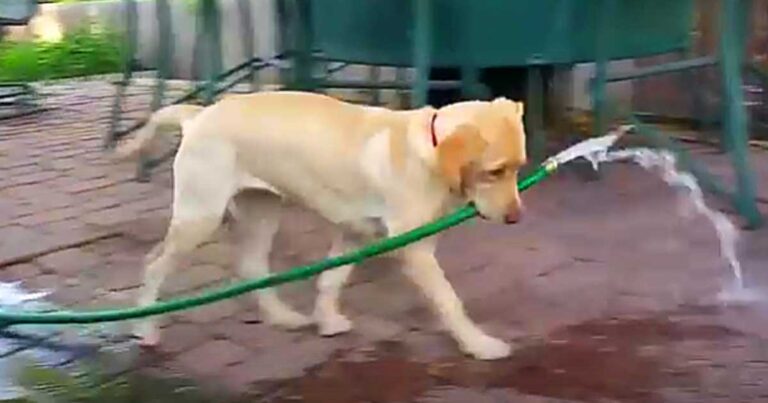 Κανείς δεν πίστευε ότι ο σκύλος του κάνει αυτό κάθε πρωί το καλοκαίρι! Μέχρι που τους έδειξε αυτό το βίντεο…