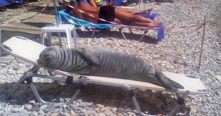 Η φώκια που αράζει σε ξαπλώστρες στην Σάμο έχει τραβήξει το παγκόσμιο ενδιαφέρον!