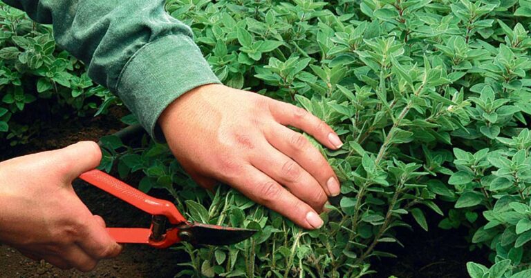 Οι 10 «έξυπνες» καλλιέργειες που μπορούν να απογειώσουν το εισόδημά σας