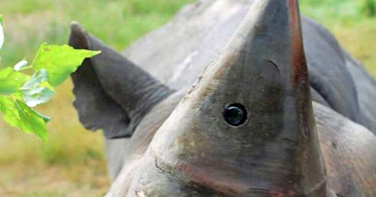 Το σημάδι που παρατήρησε πάνω στο κέρατο ενός ρινόκερου έσωσε το είδος του.