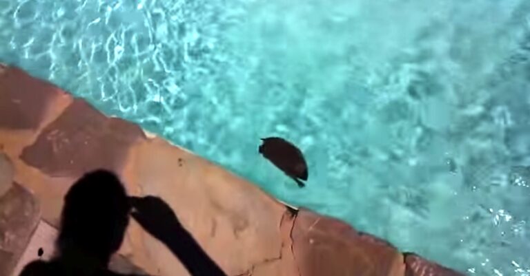 Εντόπισε κάτι περίεργο να κολυμπάει στην πισίνα της, δεν περίμενε όμως να βρει αυτό το πλασματάκι!