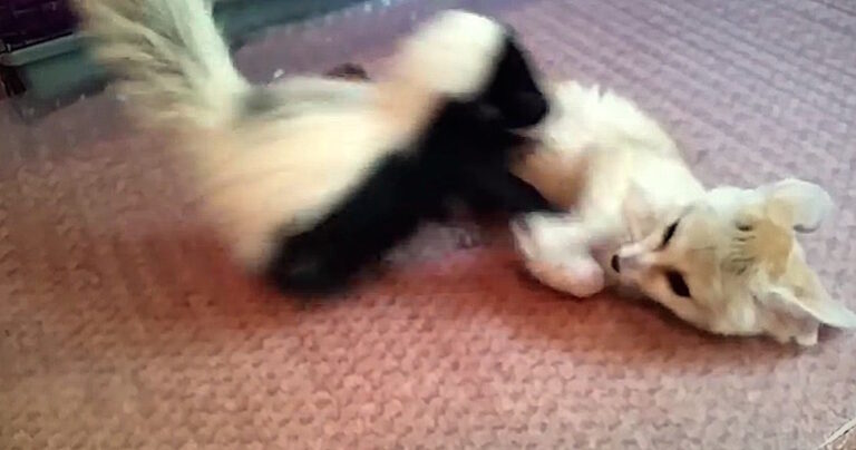 Τι θα συμβεί αν αφήσετε στο ίδιο δωμάτιο έναν ασβό και μια μικρή αλεπού;