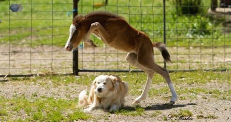 17 εικόνες που αποδεικνύουν ότι τα άλογα είναι οι καλύτεροι φίλοι!