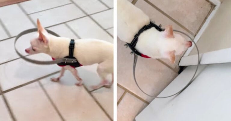 Χάρη σε αυτή την εφεύρεση, το τυφλό σκυλάκι θα περπατάει με ασφάλεια!