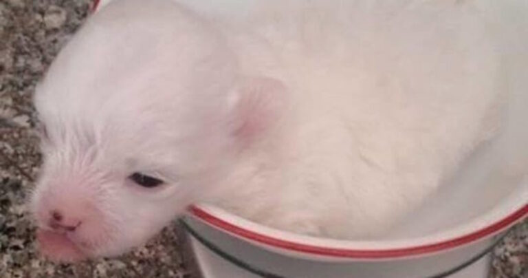 Γεννήθηκε με δύο πόδια, αλλά οι διασώστες του έκαναν τα πάντα για να μάθει να περπατά!