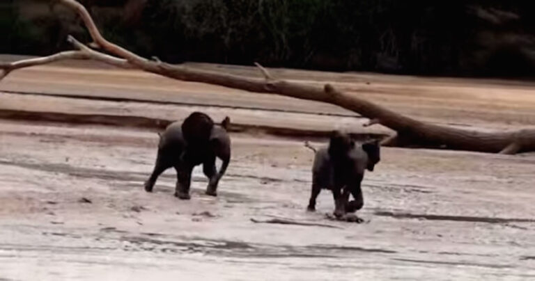Δύο ελεφαντάκια ξαναβρίσκουν τη χαμένη μαμά τους! Δείτε την αντίδρασή τους!