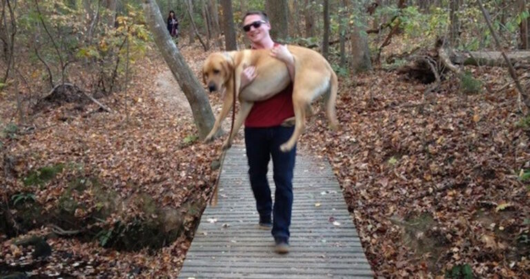 24 κατοικίδια που φοβούνται απλά καθημερινά αντικείμενα!