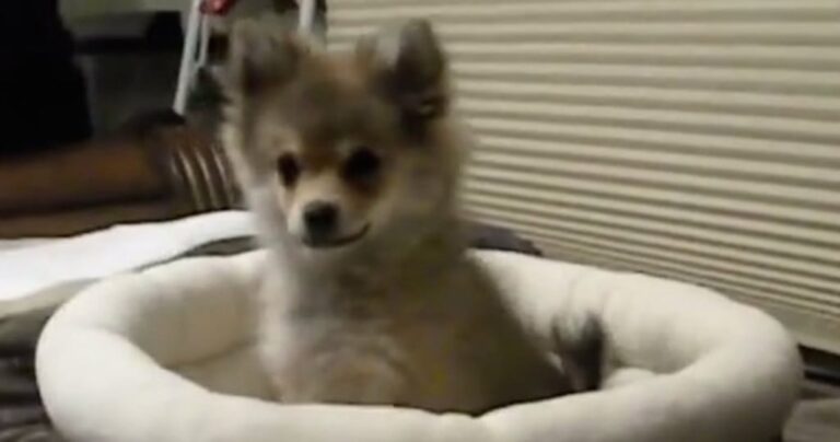 Μικροσκοπικό σκυλάκι μιμείται το ουρλιαχτό του λύκου!