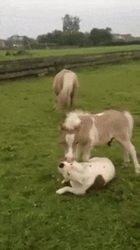 a-miniature-horse-and-dog