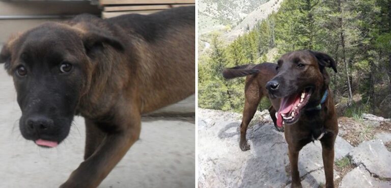 17 φωτογραφίες σκύλων πριν και μετά την υιοθεσία τους!