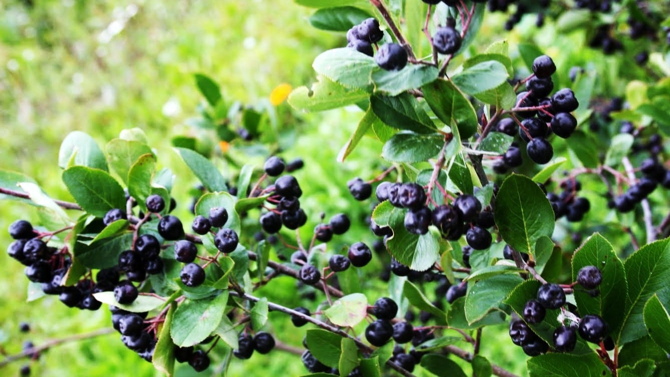 aronia berries2