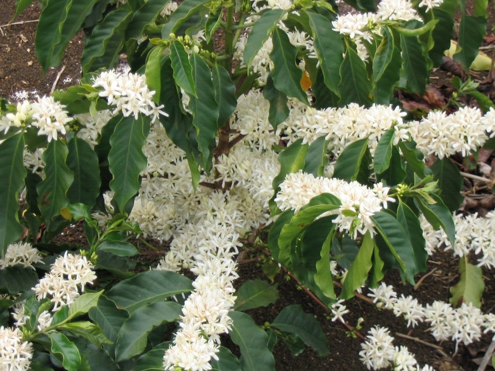 Coffee_Flowers