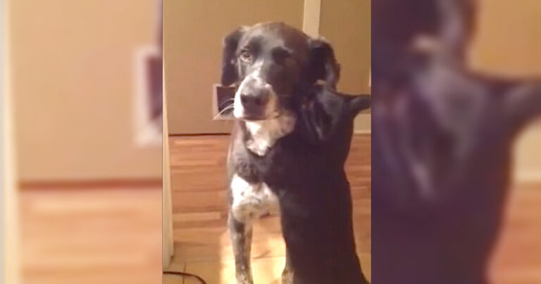 Αυτός ο γάτος περίμενε 10 μέρες για να ξαναδεί τον αγαπημένο του φίλο. Δείτε τι κάνει μόλις τον βλέπει!