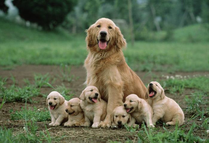 dogs-and-puppies-35__700