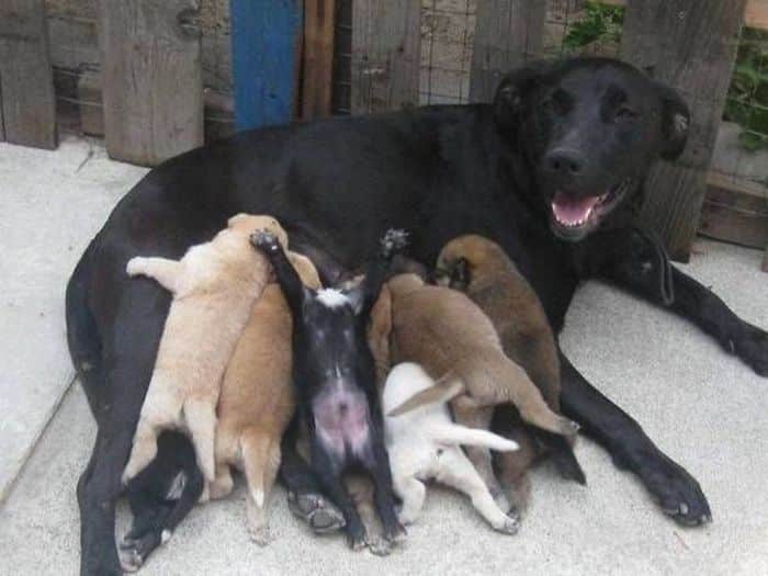 dogs-with-their-babies-101__700