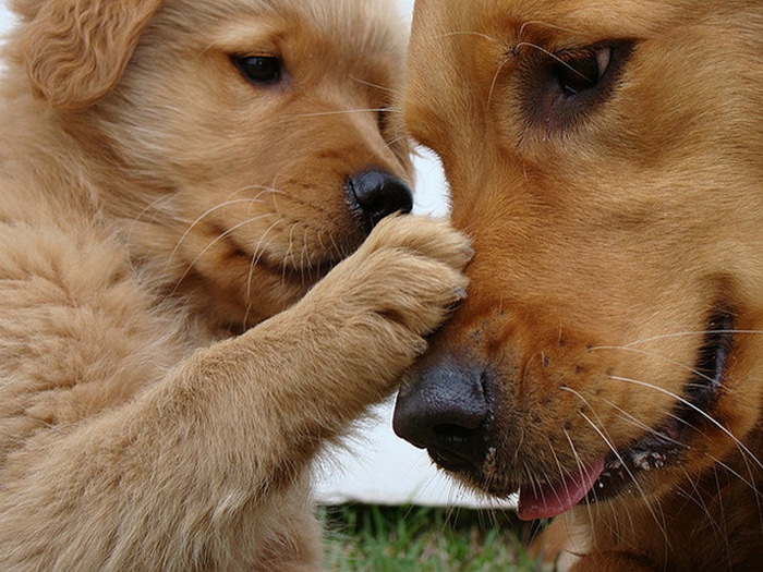 dogs-with-their-babies-103__700