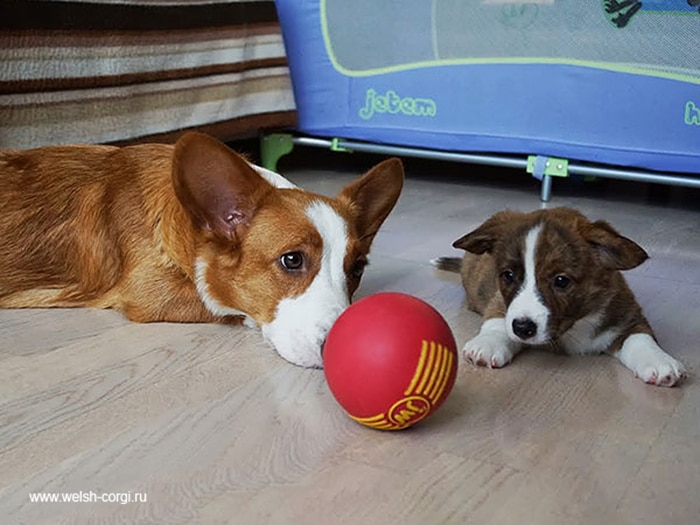 dogs-with-their-babies-105__700