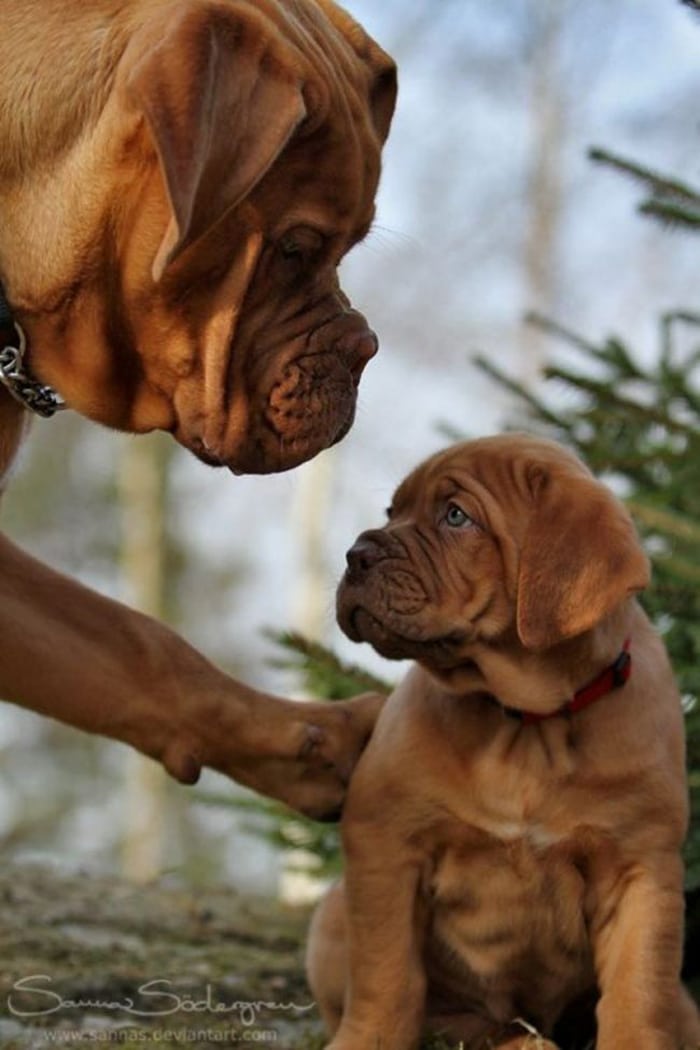 dogs-with-their-babies-109__700