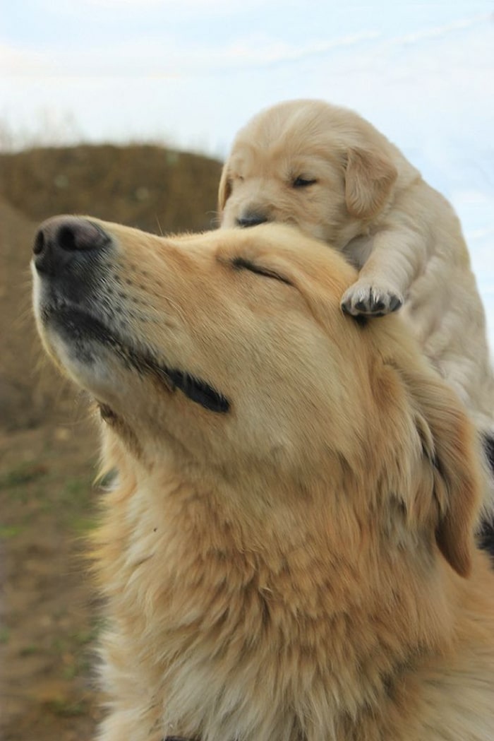 dogs-with-their-babies-110__700