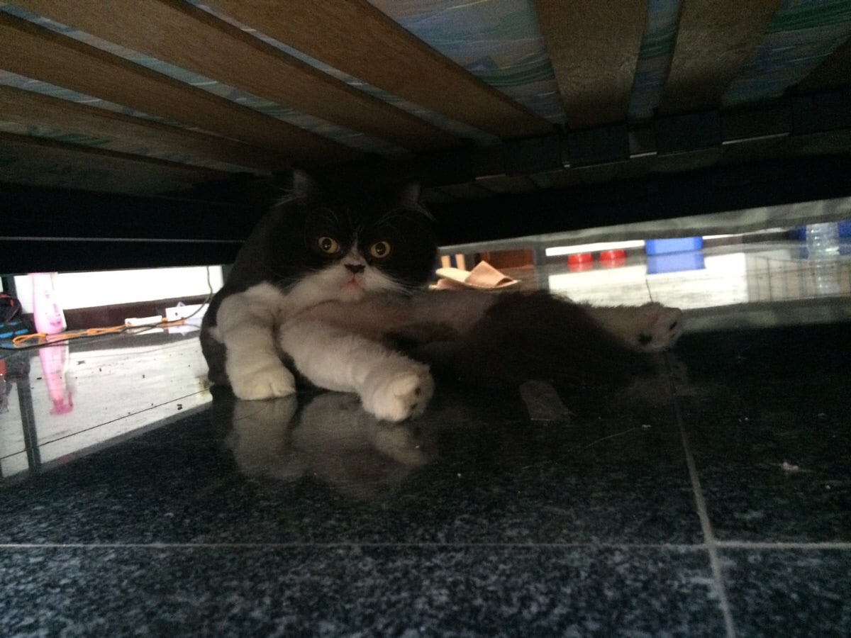 Every morning I wake up and find my Persian cat, Bubbles like this - Imgur