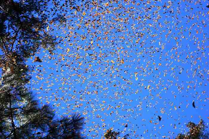 Η μεγάλη μετανάστευση των πεταλούδων Monarch