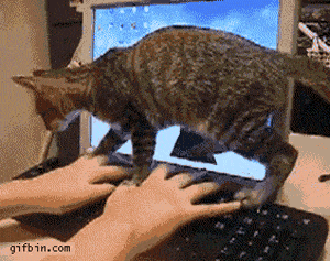 funny-cat-gif-animation-1494