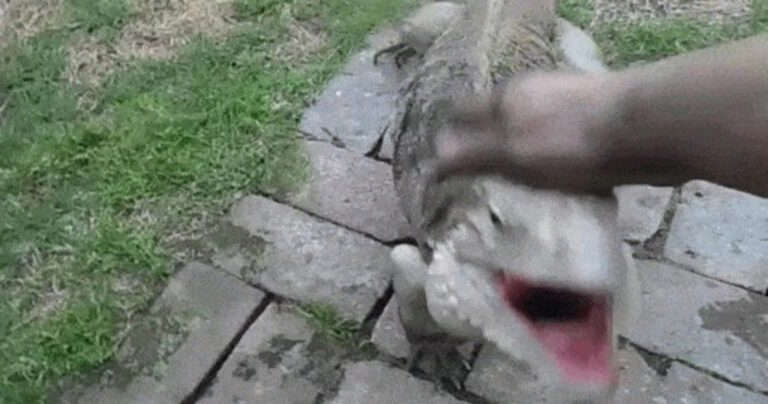 15 ζώα που δεν είναι σκύλοι, αλλά θα ήθελαν πολύ να είναι ο καλύτερος φίλος του ανθρώπου