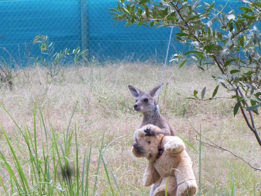 orphaned-kangaroo-teddy-bear-2