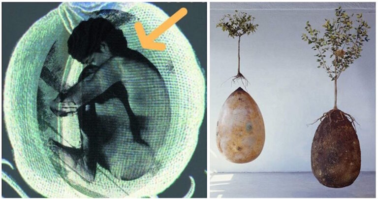 Νέος τρόπος ταφής θάβει τους ανθρώπους μέσα σε οργανικό κουκούλι που γίνεται δέντρο