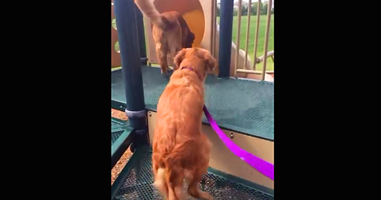 Ένα Γκόλντεν Ρετρίβερ μαθαίνει στη μικρή του αδερφή πώς να κάνει τσουλήθρα