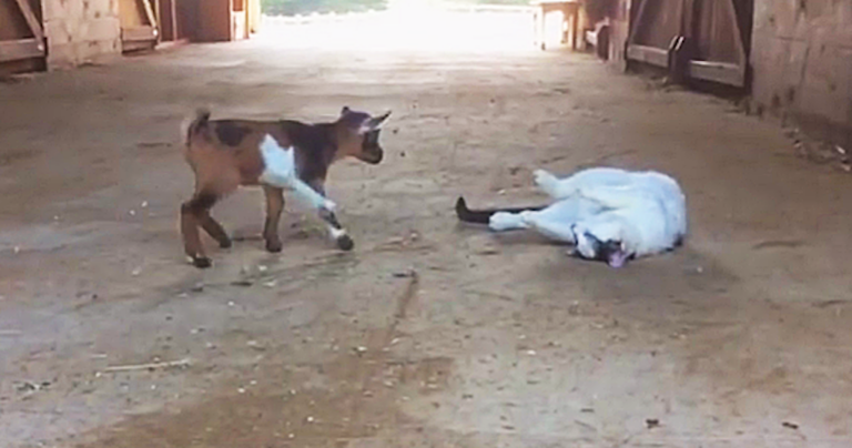 Δυο μικρά χαριτωμένα κατσικάκια γνωρίζουν για πρώτη φορά τη γάτα του αχυρώνα.