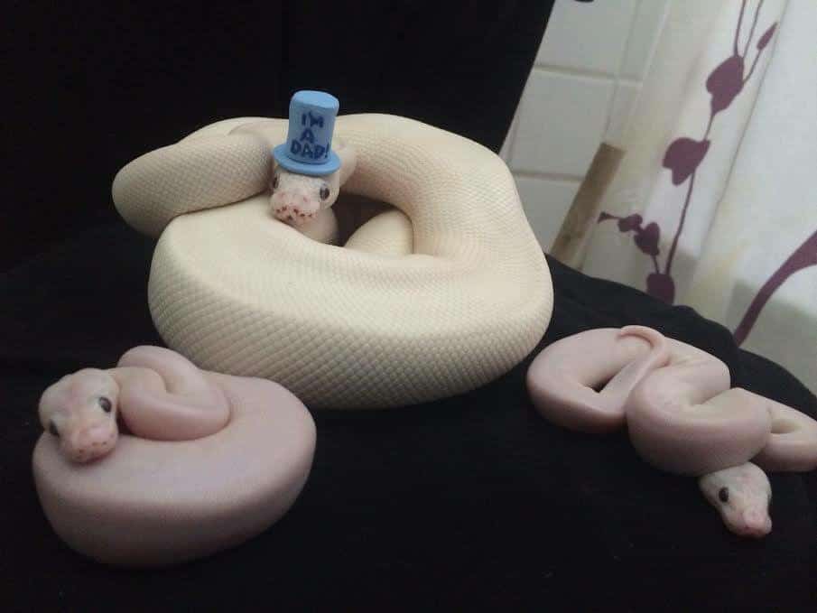 Snake just became a father - Imgur