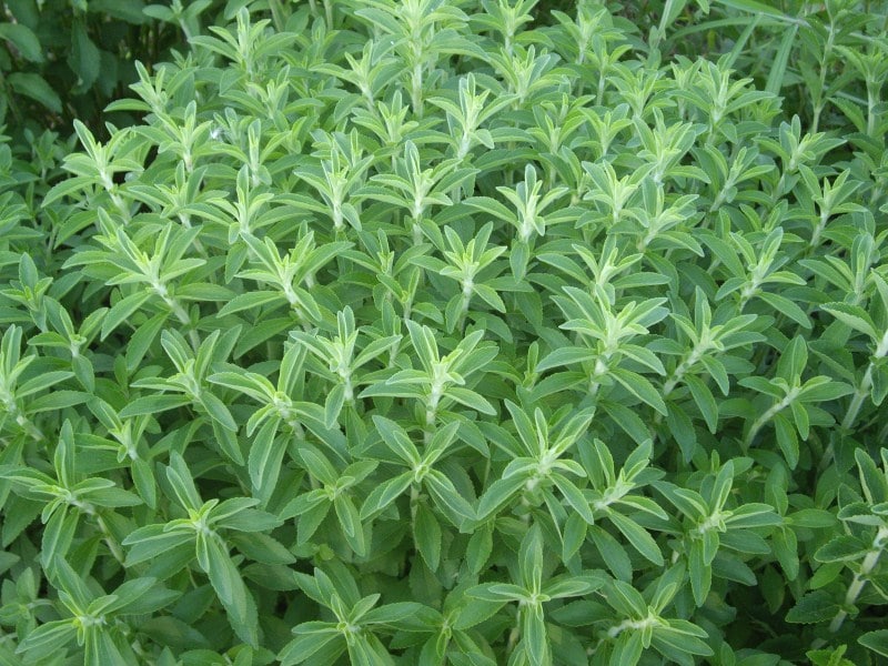 stevia 477