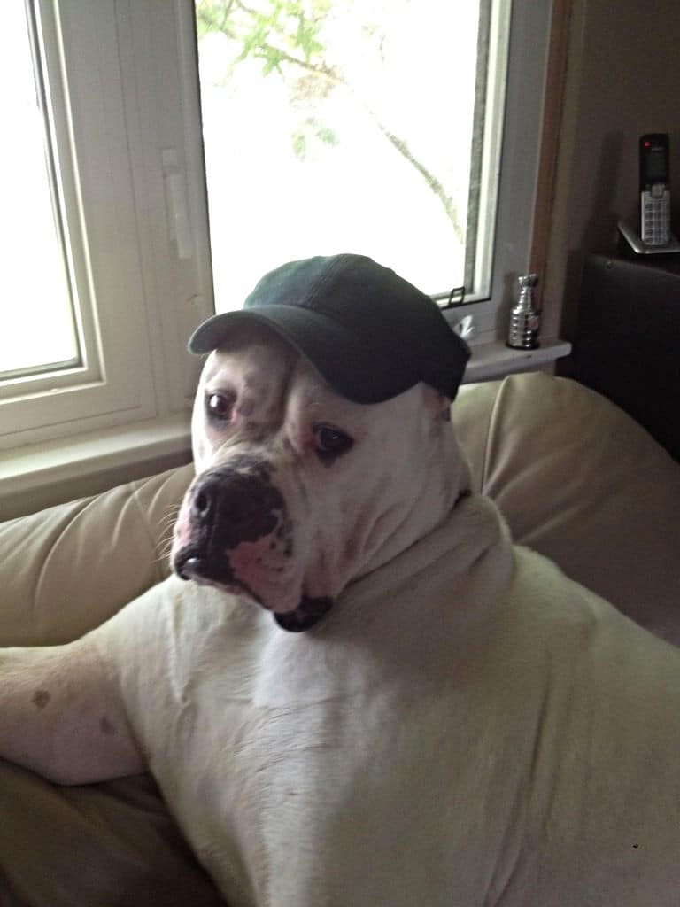 This is Ben. He has a hat. - Imgur