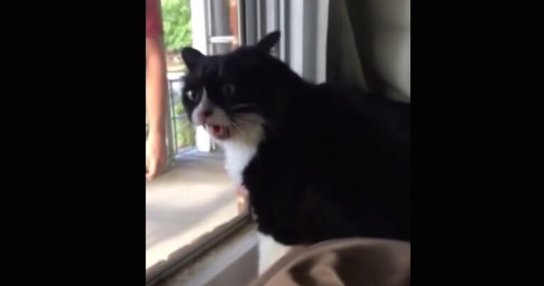 Αυτός ο γάτος βλέπει την μικρή καινούργια του αδερφή για πρώτη φορά. Η αντίδρασή του; Αστεία!