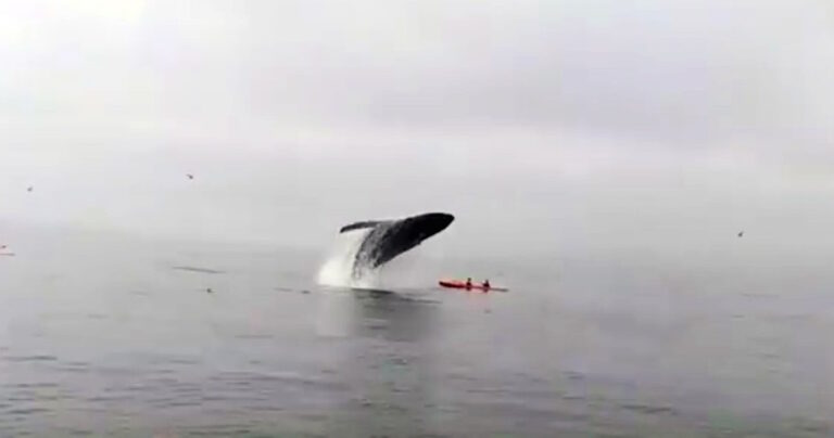 Η τεράστια φάλαινα πετάγεται από τη θάλασσα και πέφτει πάνω σε ένα ζευγάρι που κάνει κανό!