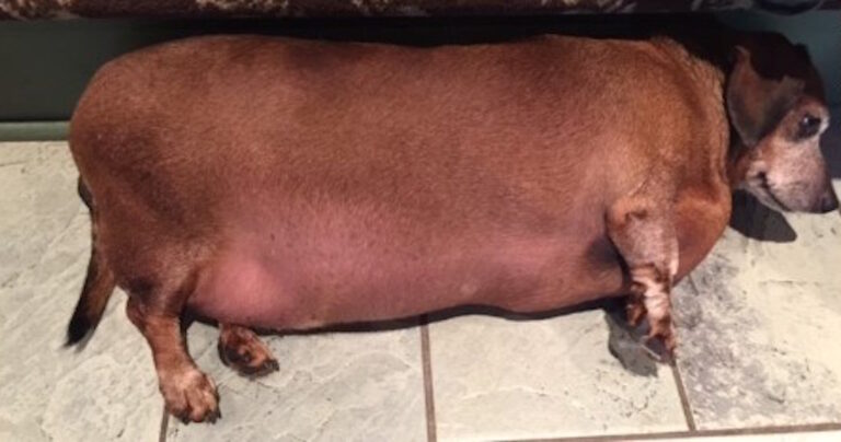 Όλοι φοβόντουσαν ότι δεν θα υιοθετήσει κανείς ένα παχύσαρκο dachshund, όμως τελικά η ιστορία είχε αίσιο τέλος!